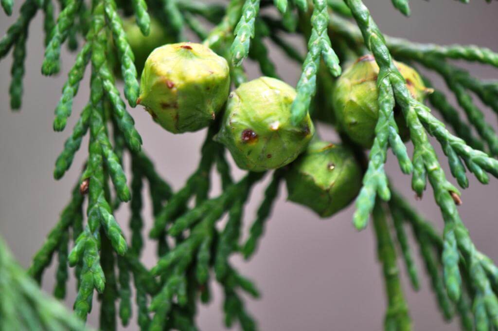 Cupressus macrocarpa 'Lutea'